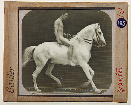 Glass slide image by Eadweard Muybridge, 1880s